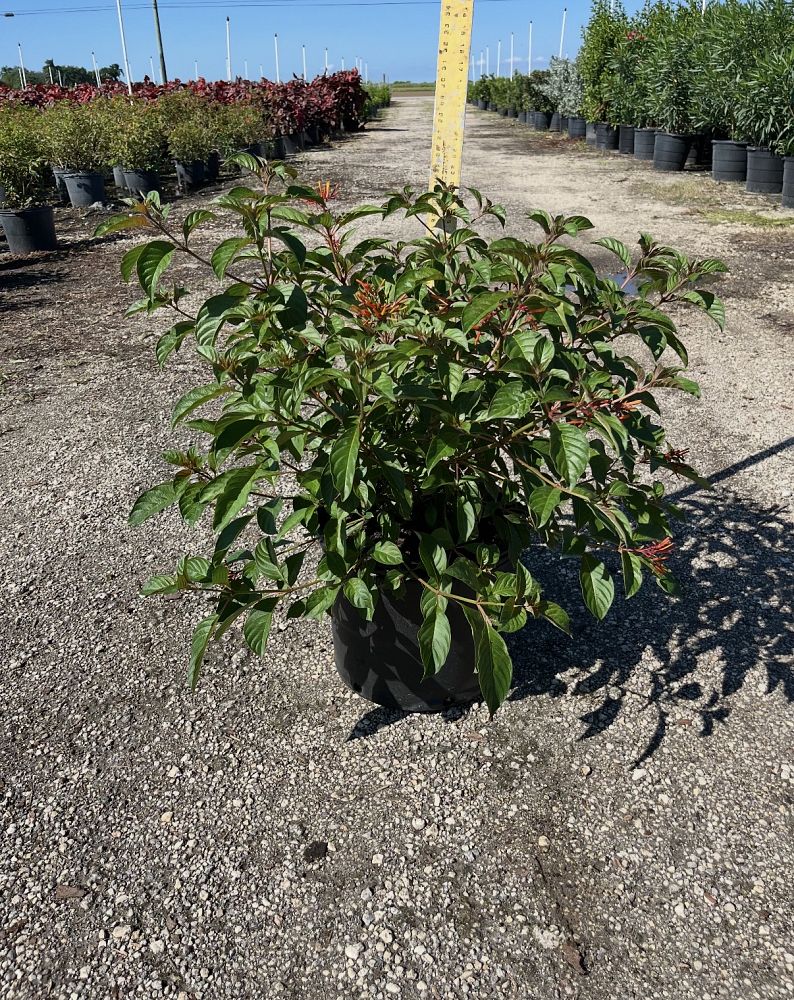 hamelia-patens-firebush-hummingbird-bush