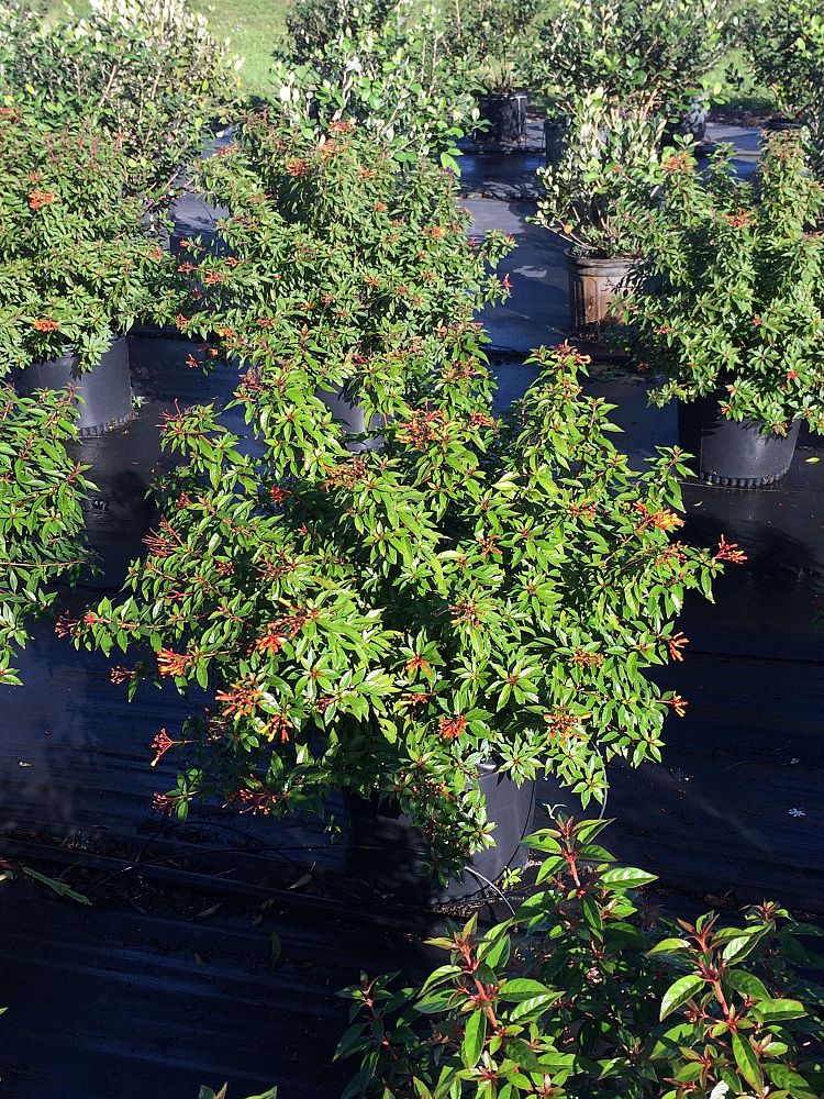 hamelia-patens-firefly-firebush-hummingbird-bush