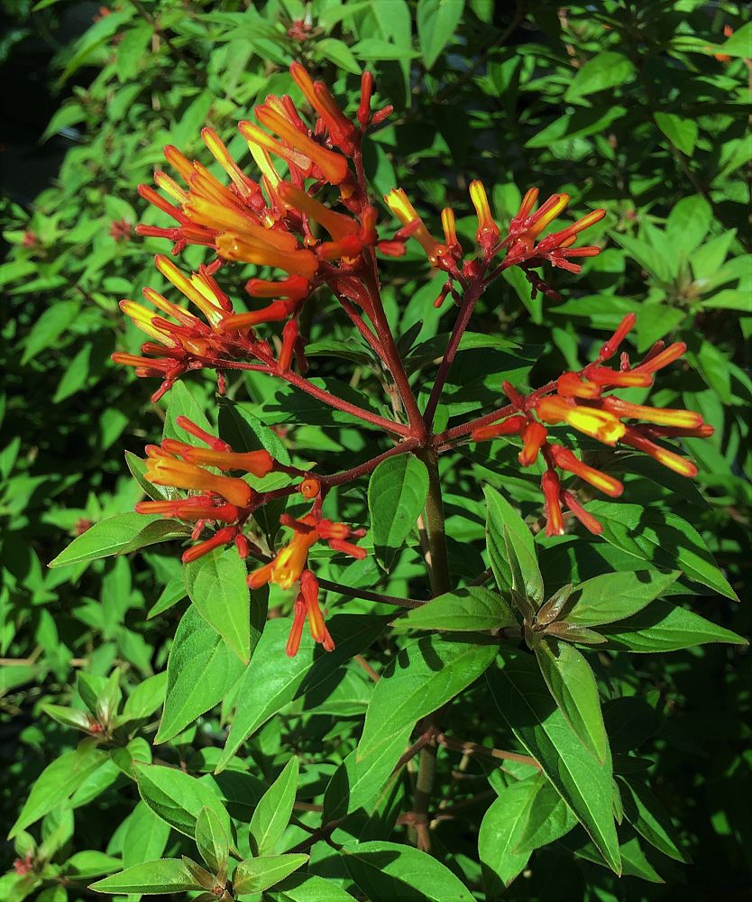 hamelia-patens-firefly-firebush-hummingbird-bush