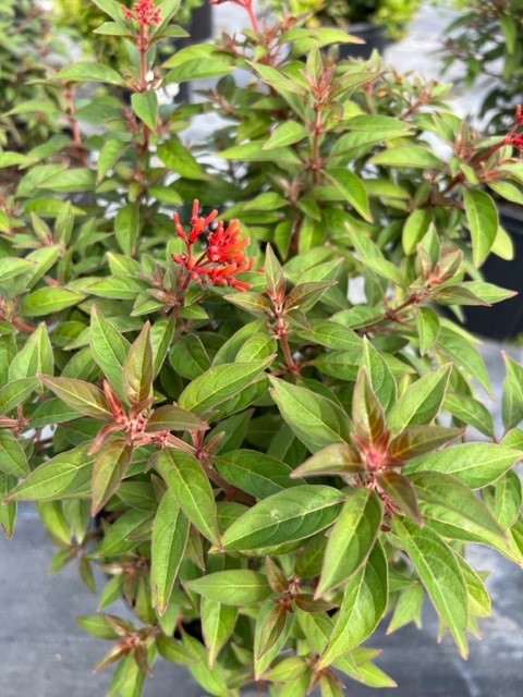 hamelia-patens-firefly-firebush-hummingbird-bush