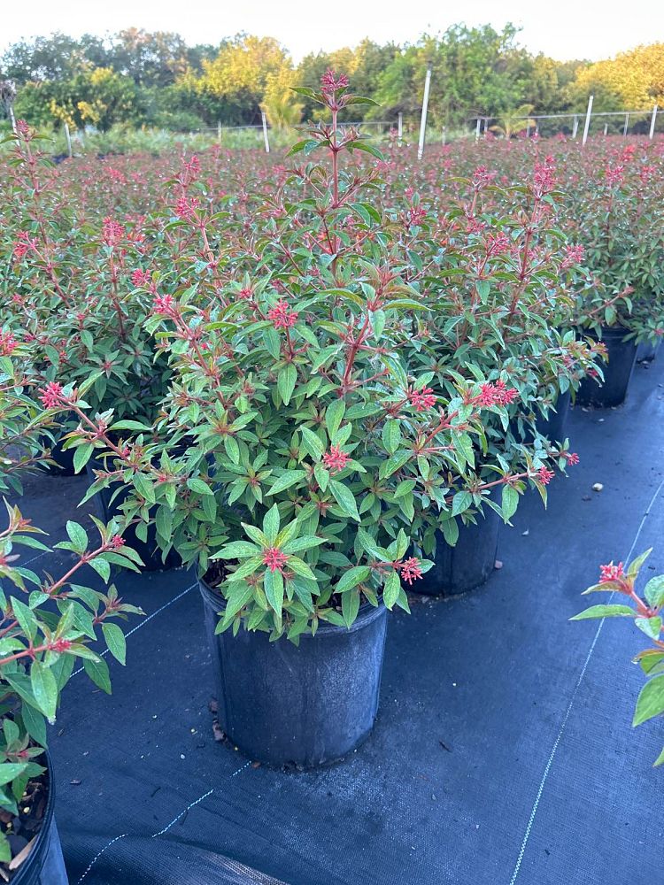 hamelia-patens-firefly-firebush-hummingbird-bush