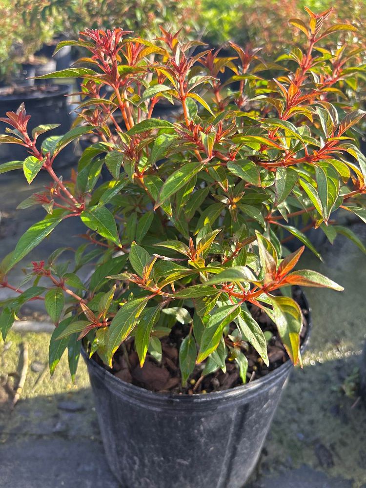 hamelia-patens-firefly-firebush-hummingbird-bush