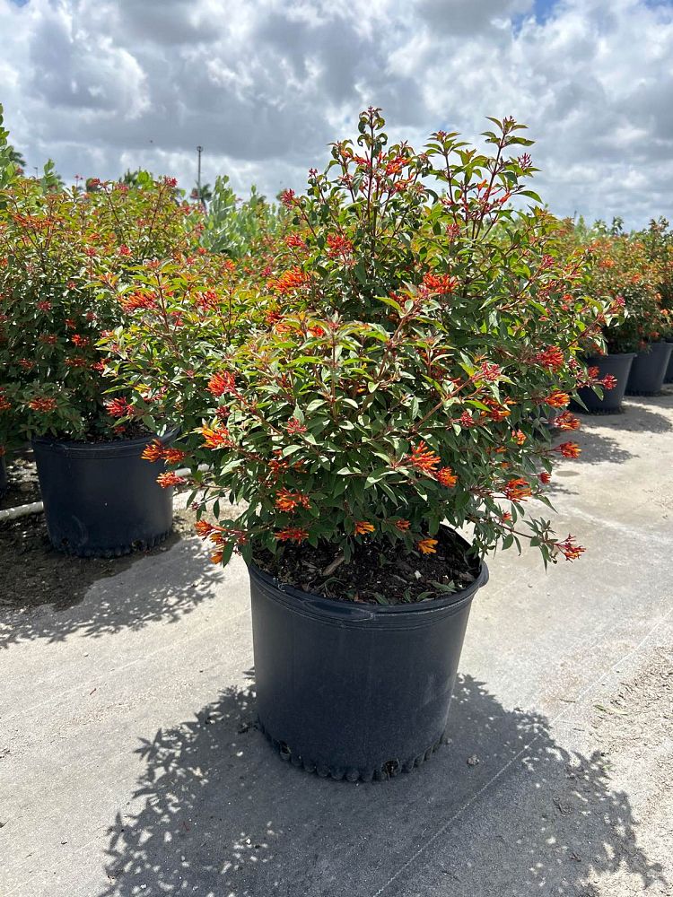 hamelia-patens-firefly-firebush-hummingbird-bush