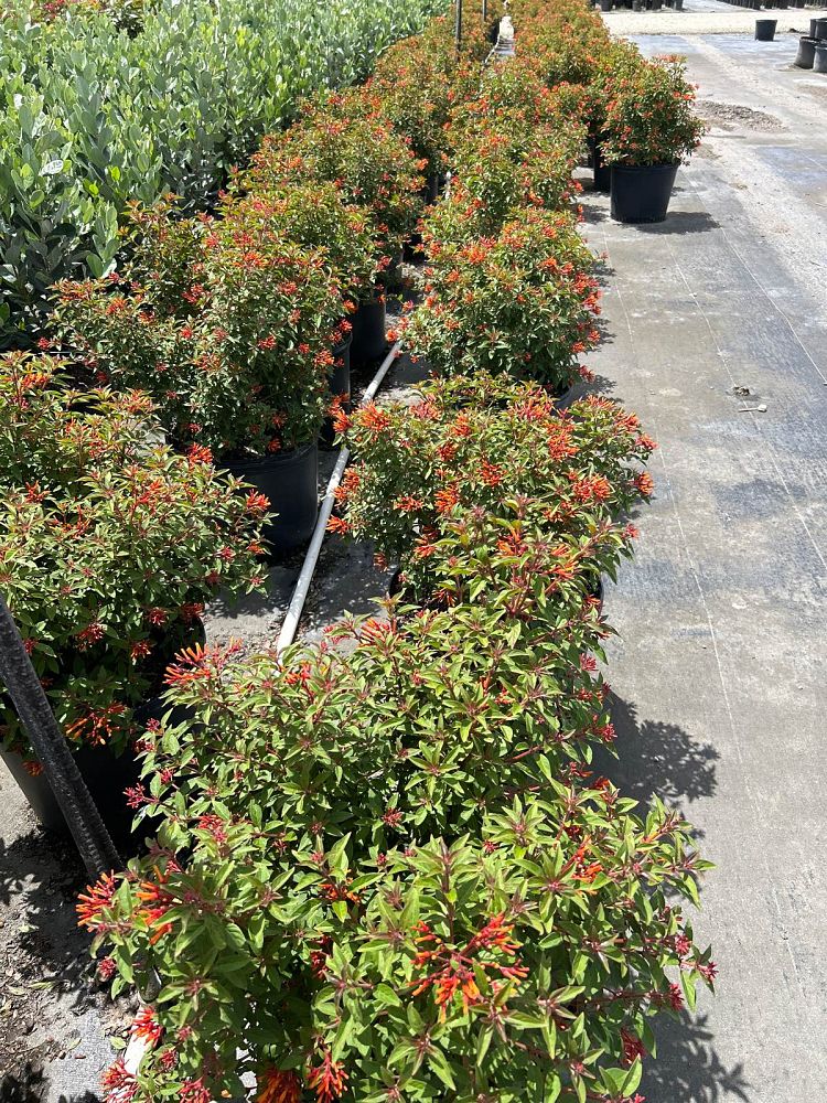 hamelia-patens-firefly-firebush-hummingbird-bush