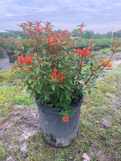 hamelia-patens-firefly-firebush-hummingbird-bush