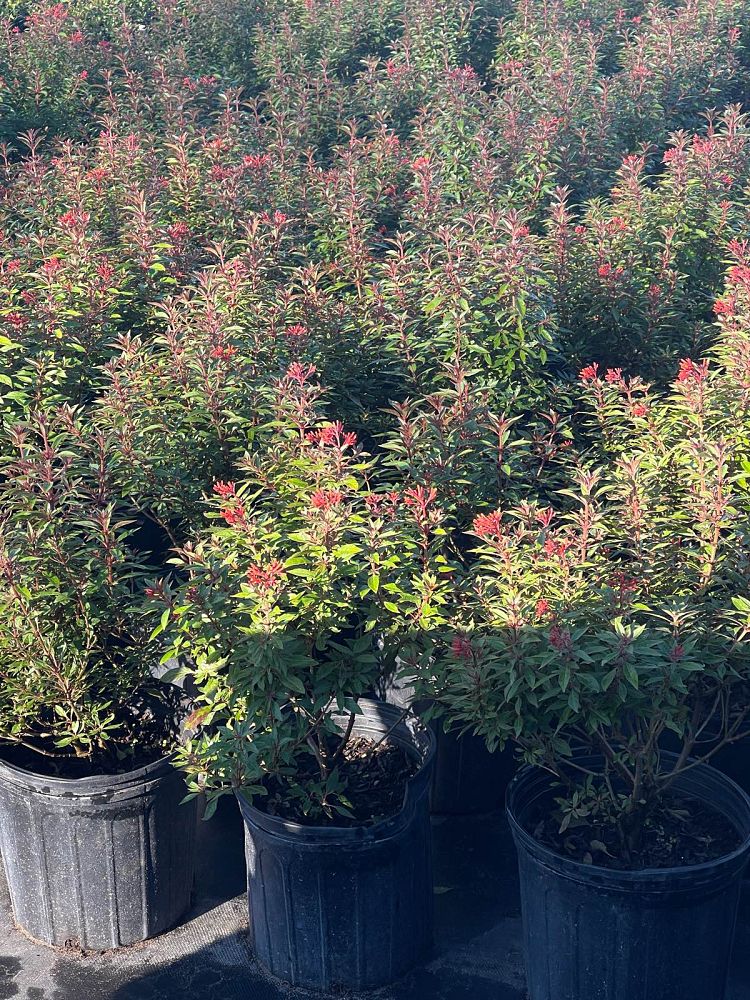 hamelia-patens-firefly-firebush-hummingbird-bush