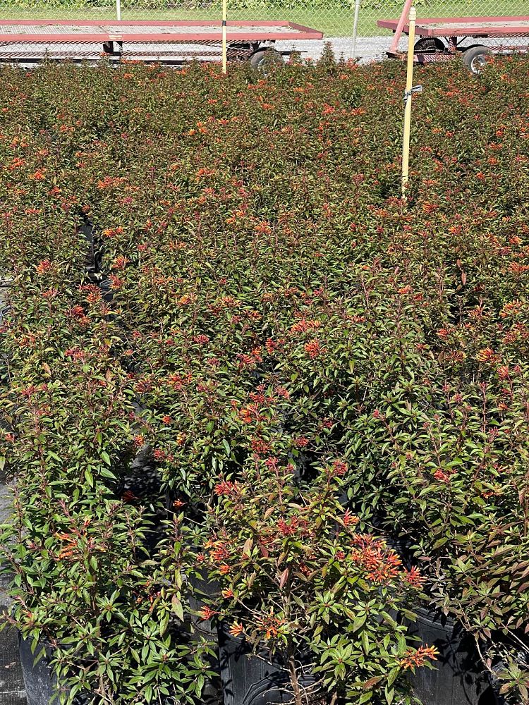hamelia-patens-firefly-firebush-hummingbird-bush