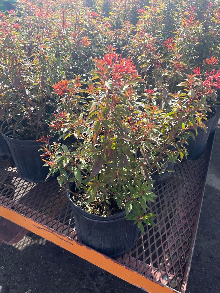hamelia-patens-firefly-firebush-hummingbird-bush