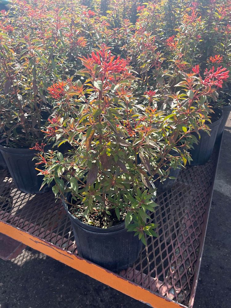 hamelia-patens-firefly-firebush-hummingbird-bush