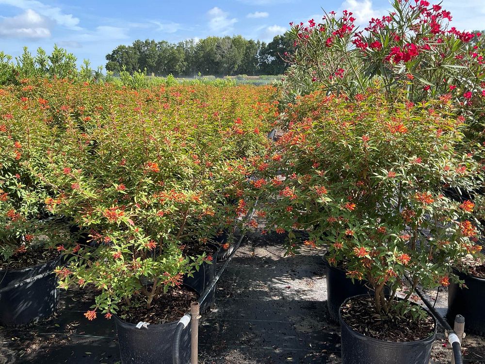 hamelia-patens-firefly-firebush-hummingbird-bush