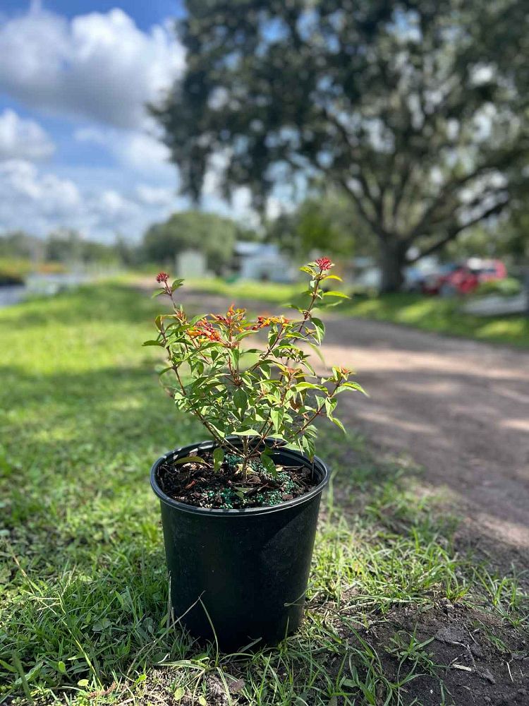 hamelia-patens-firefly-firebush-hummingbird-bush