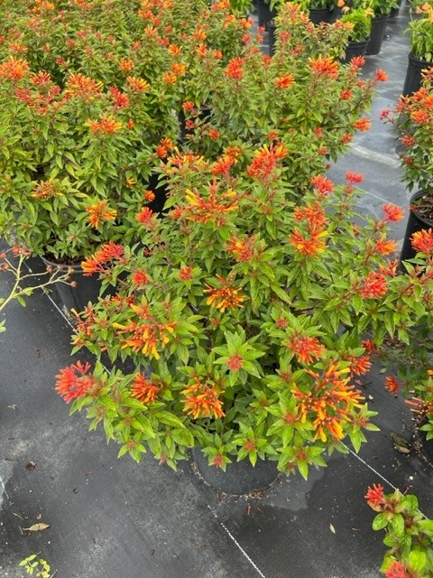 hamelia-patens-firefly-firebush-hummingbird-bush