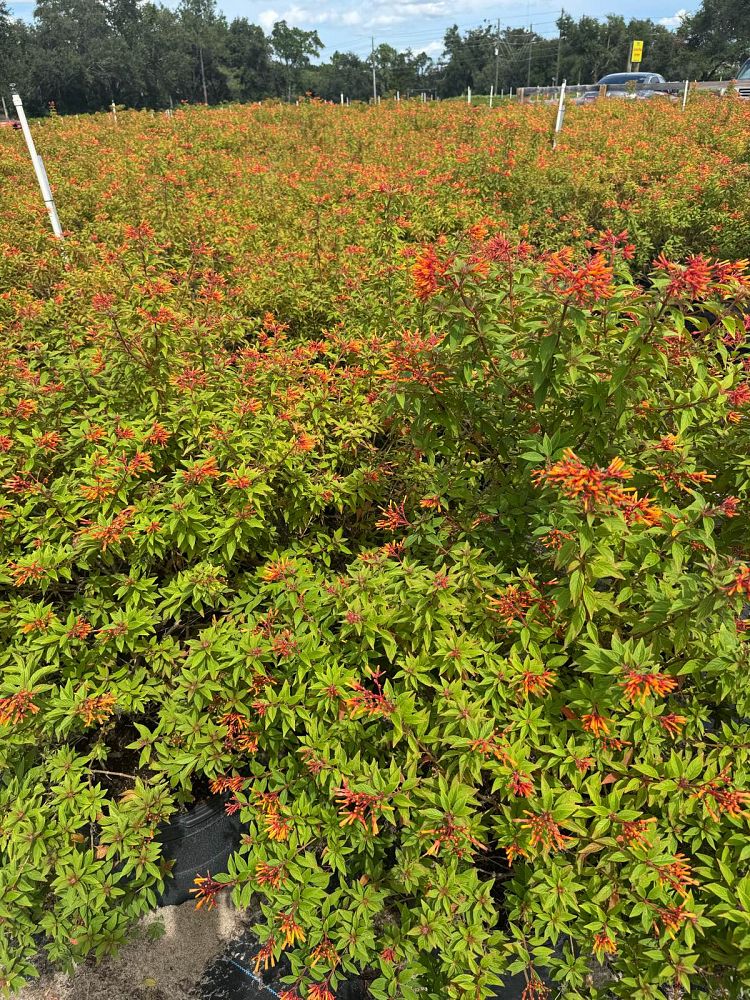 hamelia-patens-firefly-firebush-hummingbird-bush