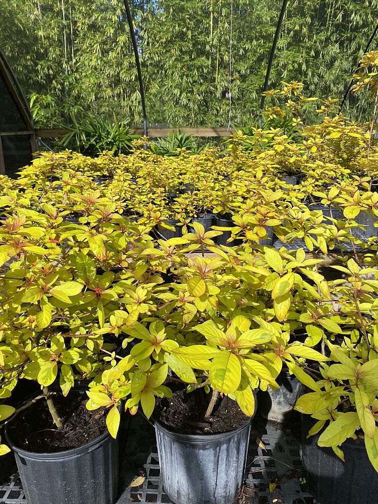 hamelia-patens-grelmsiz-lime-sizzler-trade-firebush