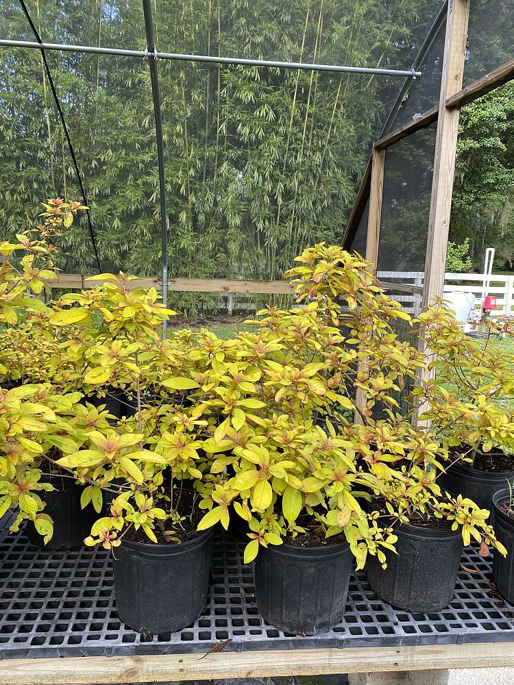 hamelia-patens-grelmsiz-lime-sizzler-trade-firebush