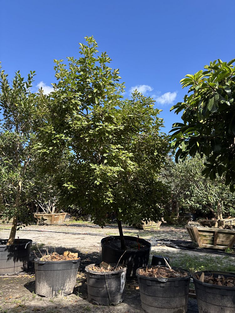 handroanthus-chrysanthus-golden-goddess-golden-trumpet-tree