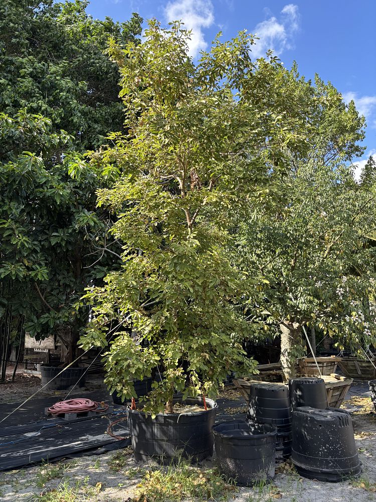 handroanthus-chrysanthus-golden-goddess-golden-trumpet-tree