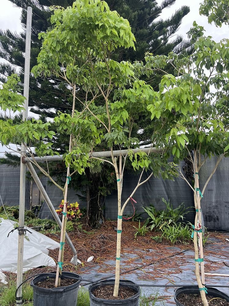 handroanthus-impetiginosus-ipe-roxo-pau-d-arco-purple-trumpet-tree-taheebo-pink-trumpet-tree