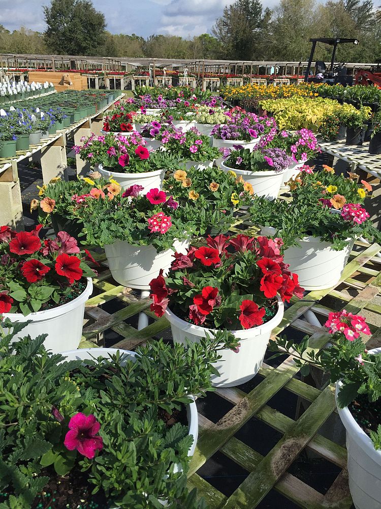hanging-baskets-assorted
