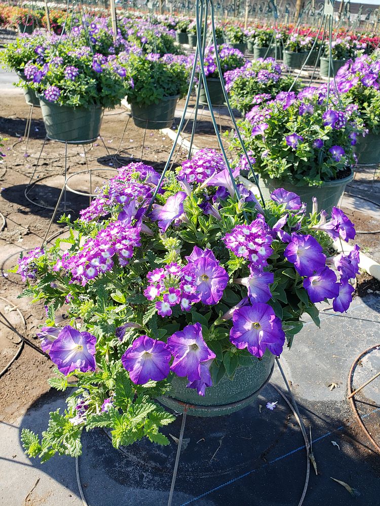 hanging-baskets-assorted