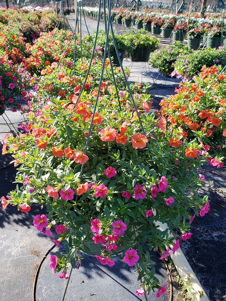 hanging-baskets-assorted