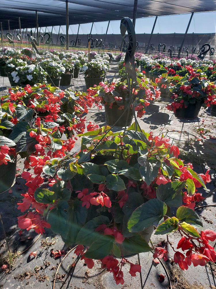 hanging-baskets-assorted