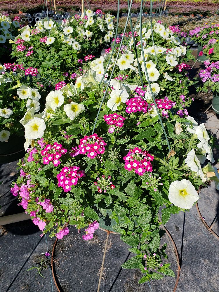 hanging-baskets-assorted