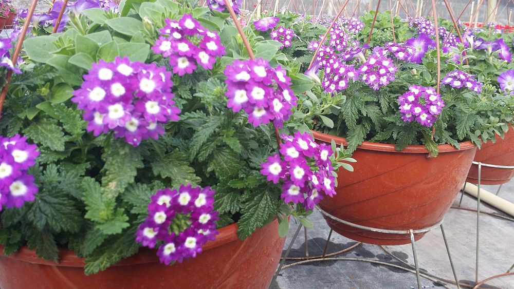 hanging-baskets-assorted