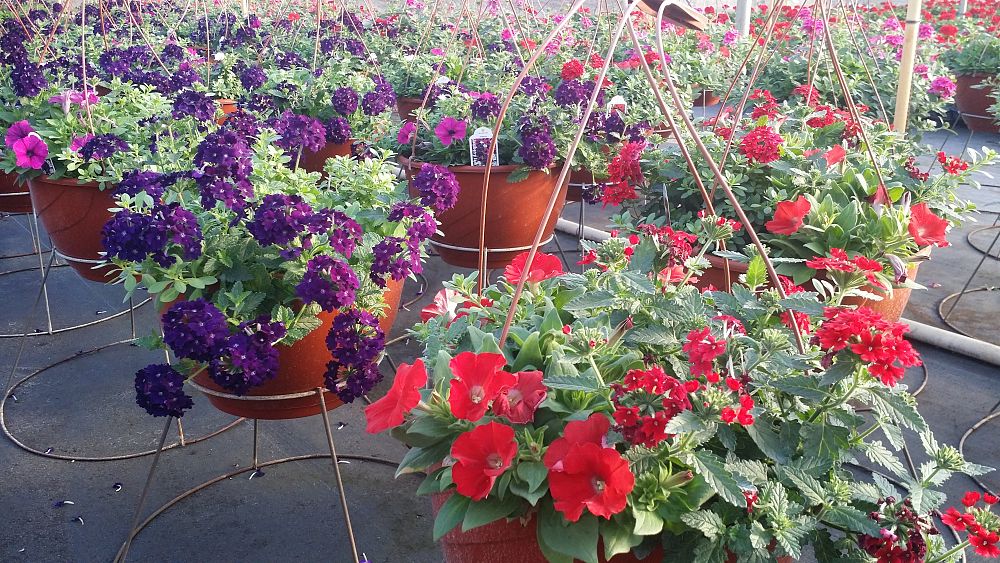 hanging-baskets-assorted