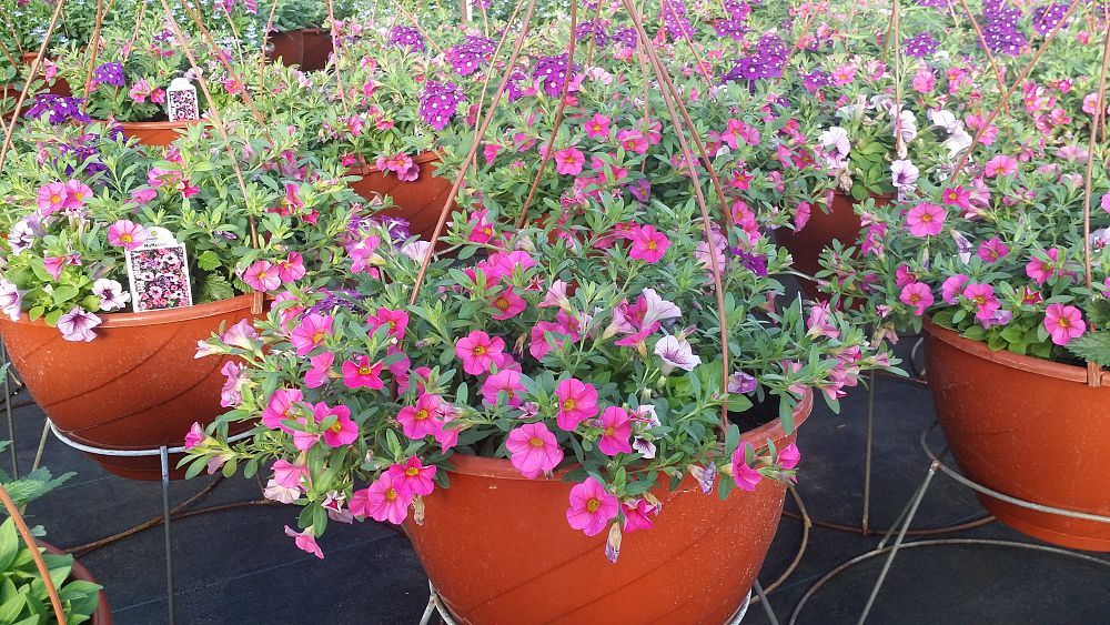 hanging-baskets-assorted