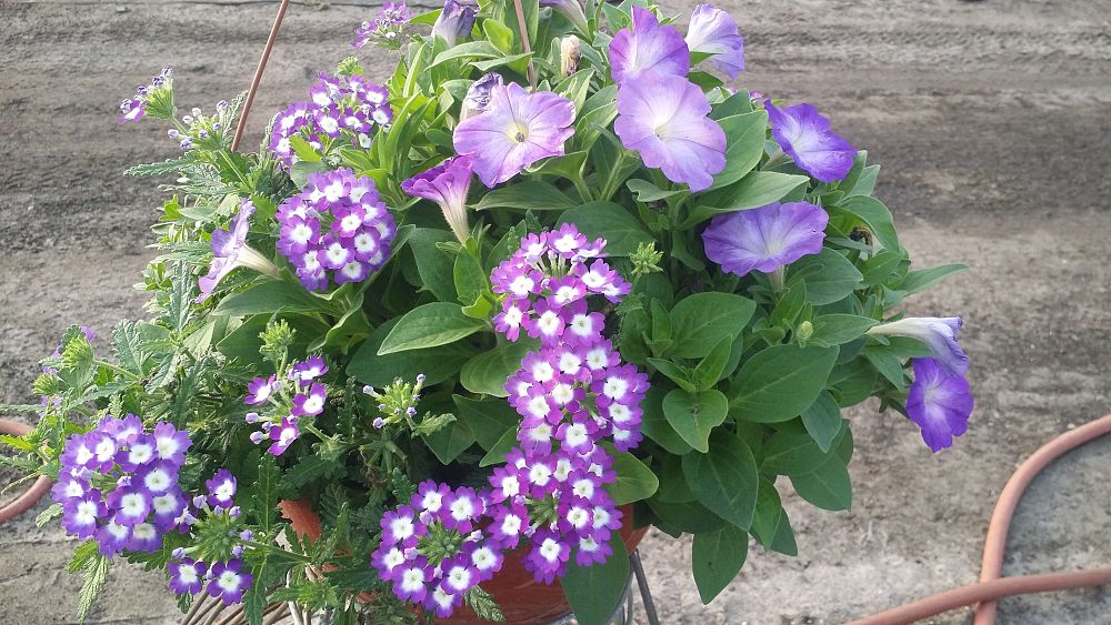hanging-baskets-assorted