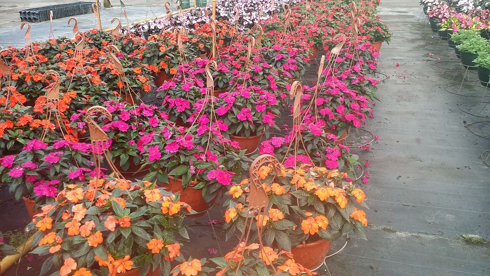 hanging-baskets-assorted