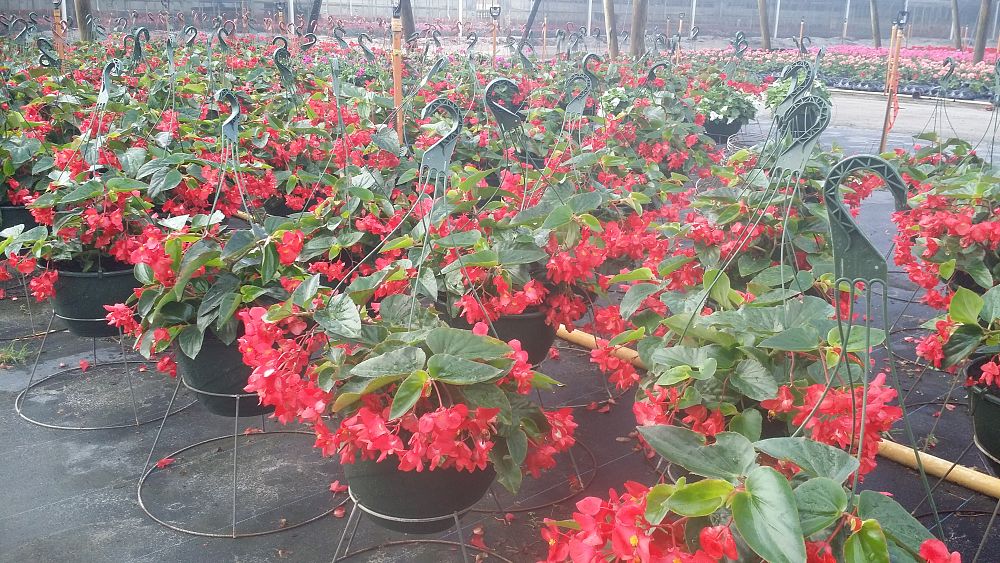 hanging-baskets-assorted