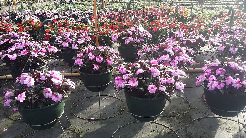 hanging-baskets-assorted