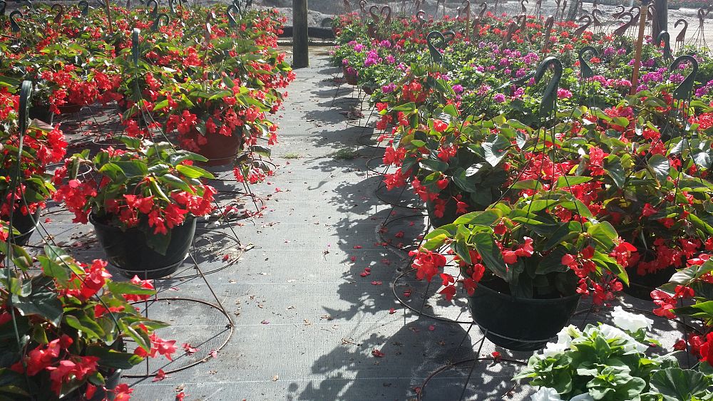 hanging-baskets-assorted