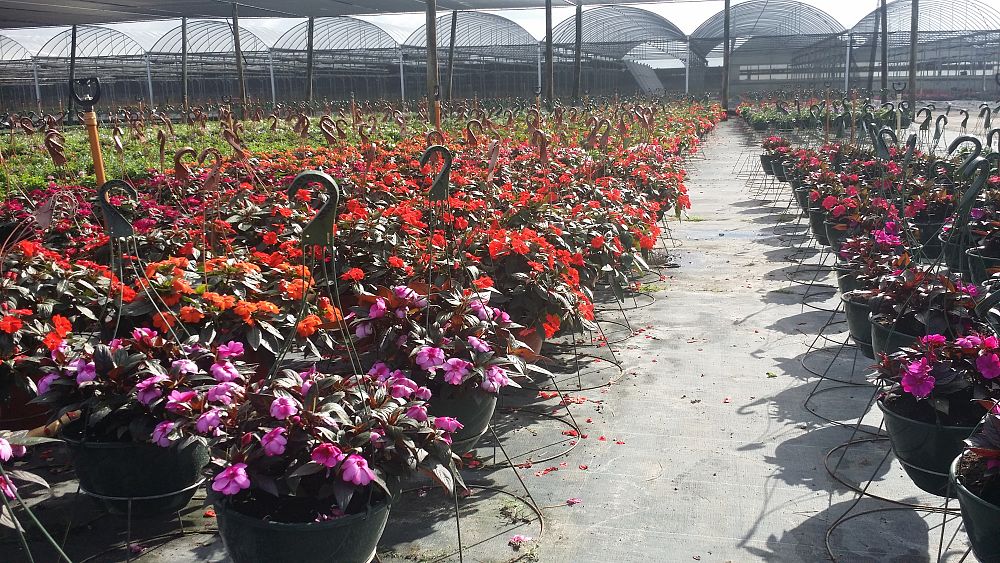 hanging-baskets-assorted