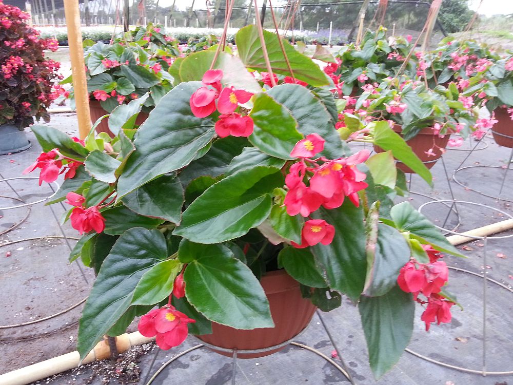 hanging-baskets-assorted