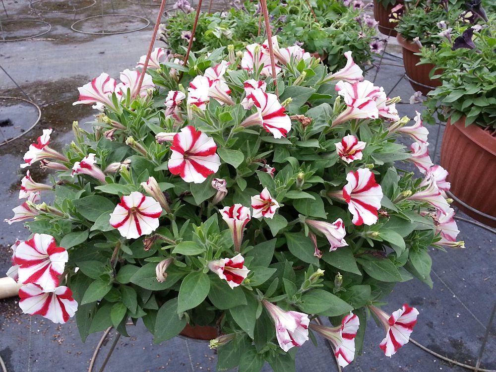 hanging-baskets-assorted