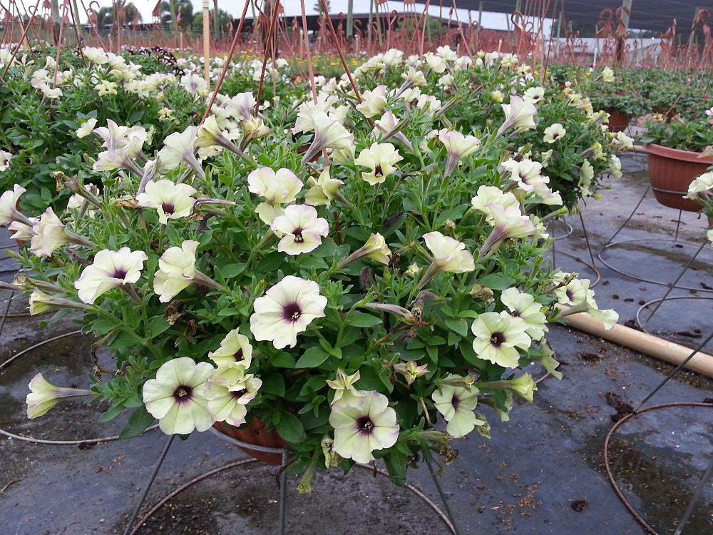 hanging-baskets-assorted