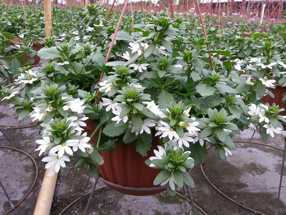 hanging-baskets-assorted