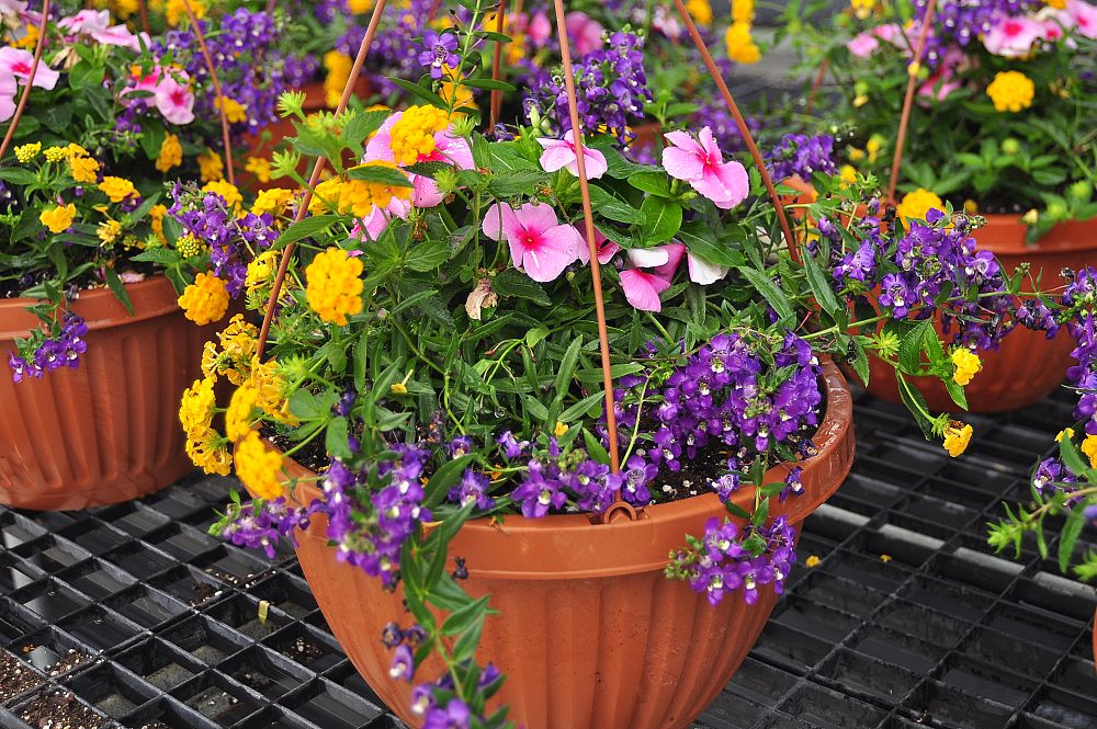 hanging-baskets-assorted