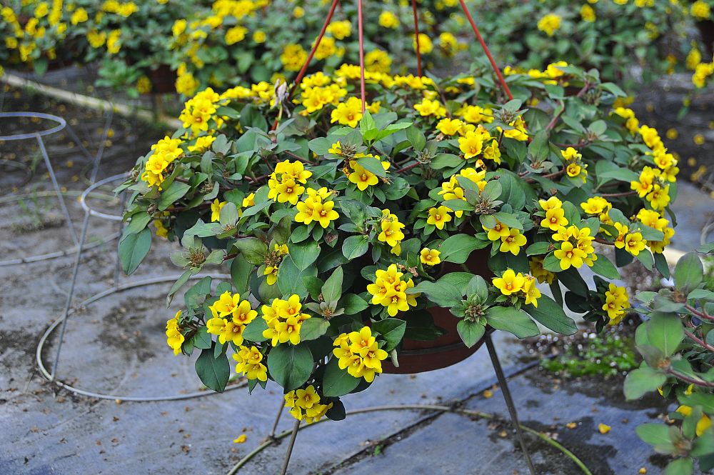 hanging-baskets-assorted