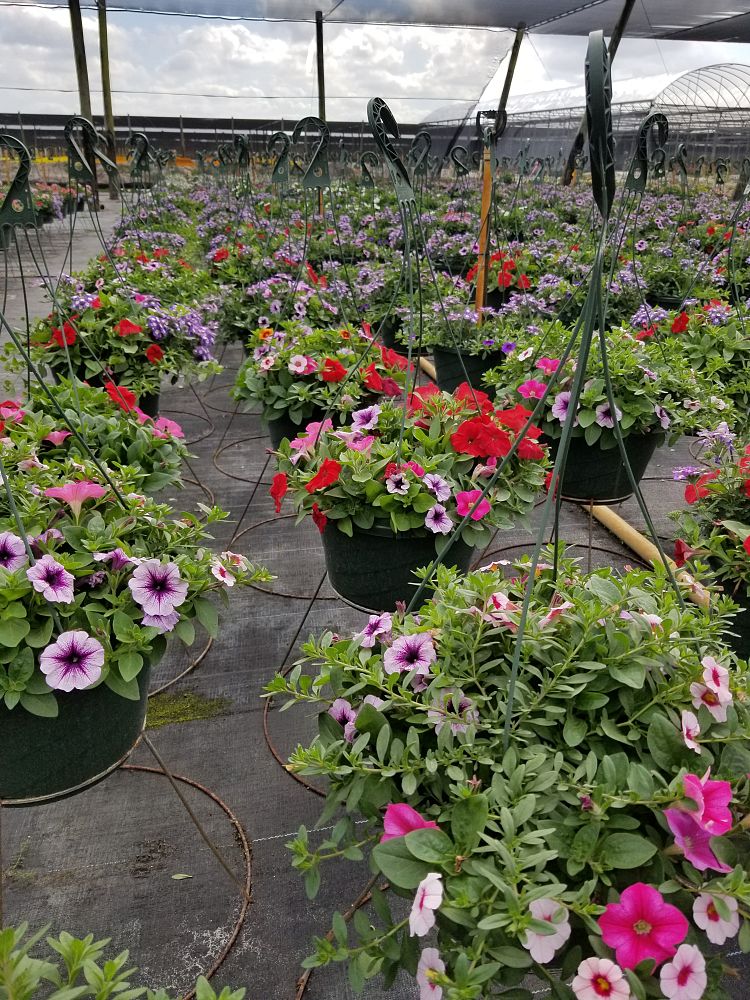 hanging-baskets-assorted