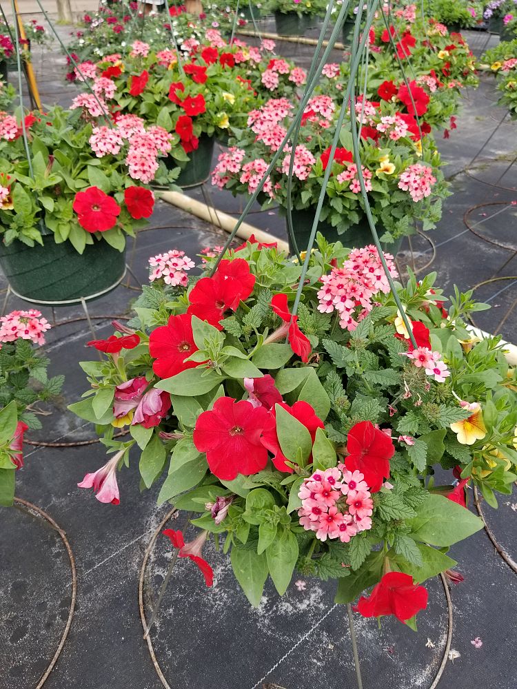 hanging-baskets-assorted