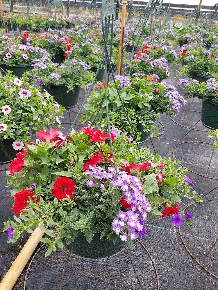 hanging-baskets-assorted