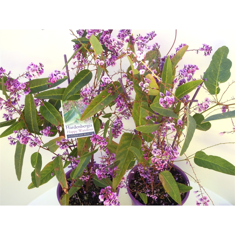 hardenbergia-violacea-happy-wanderer-vine-lilac