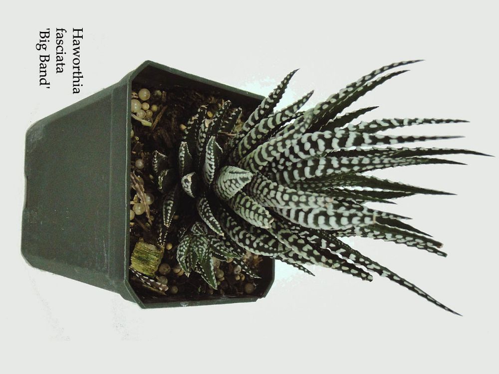 haworthia-attenuata-big-band-zebra-haworthia