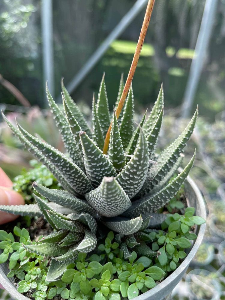 haworthia-attenuate