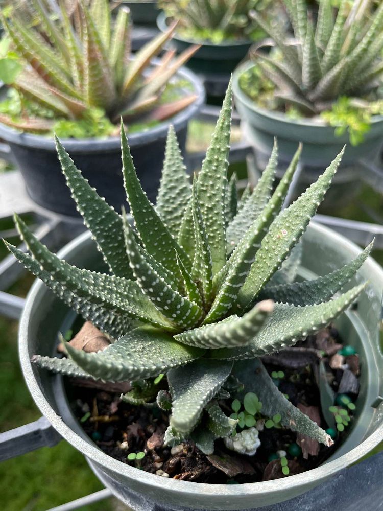 haworthia-attenuate