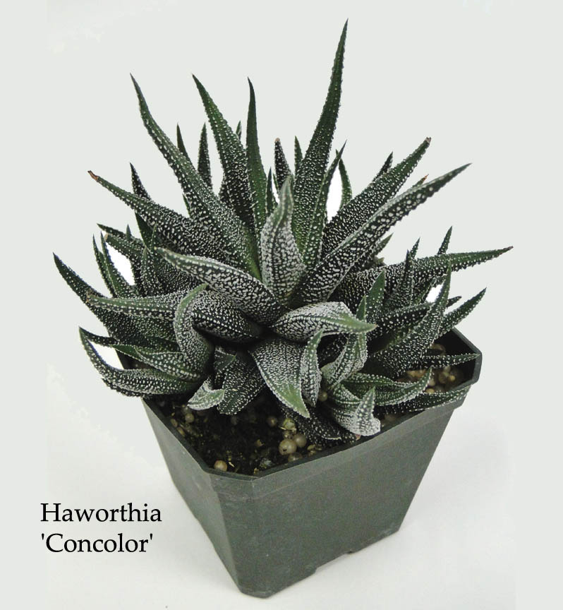 haworthia-fasciata-concolor-zebra-cactus